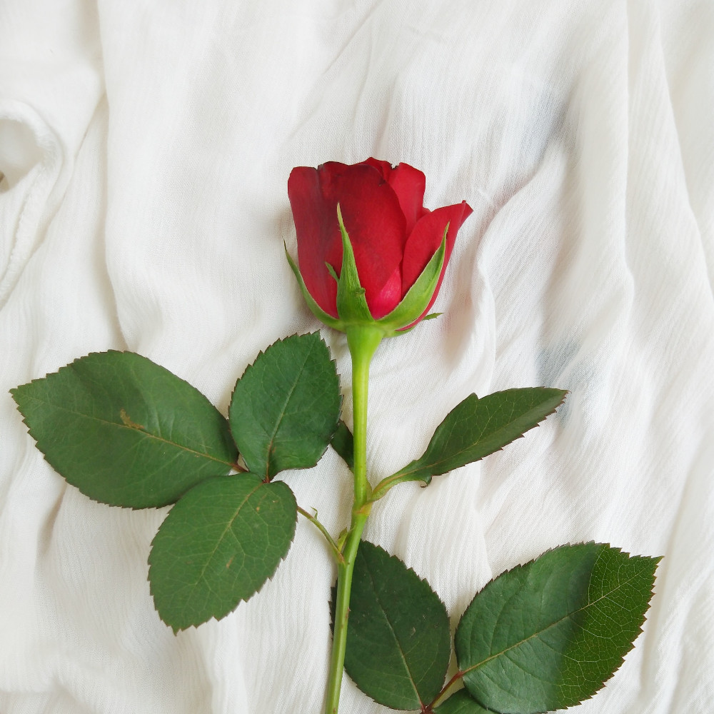 avinash-kumar-pdGd5N5J7UM-unsplash_1000square.jpg