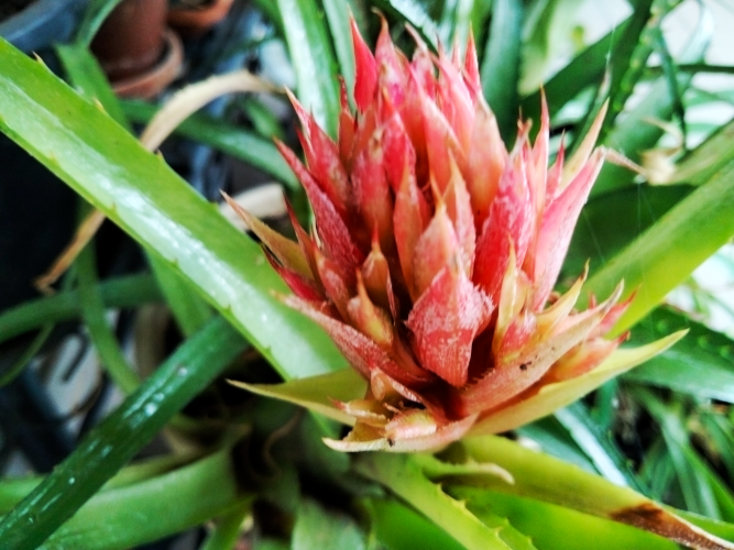 bromeliad.png