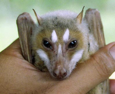fruit-bat_new.JPG