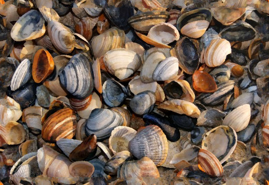 seamless shells.jpg