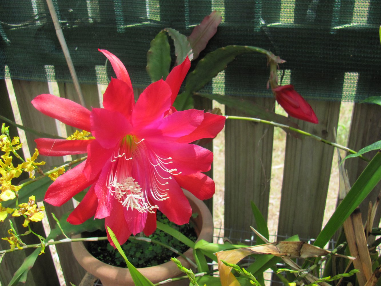 cactusflower.jpg