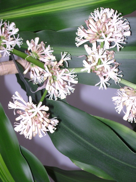 Corn Plant_2.JPG