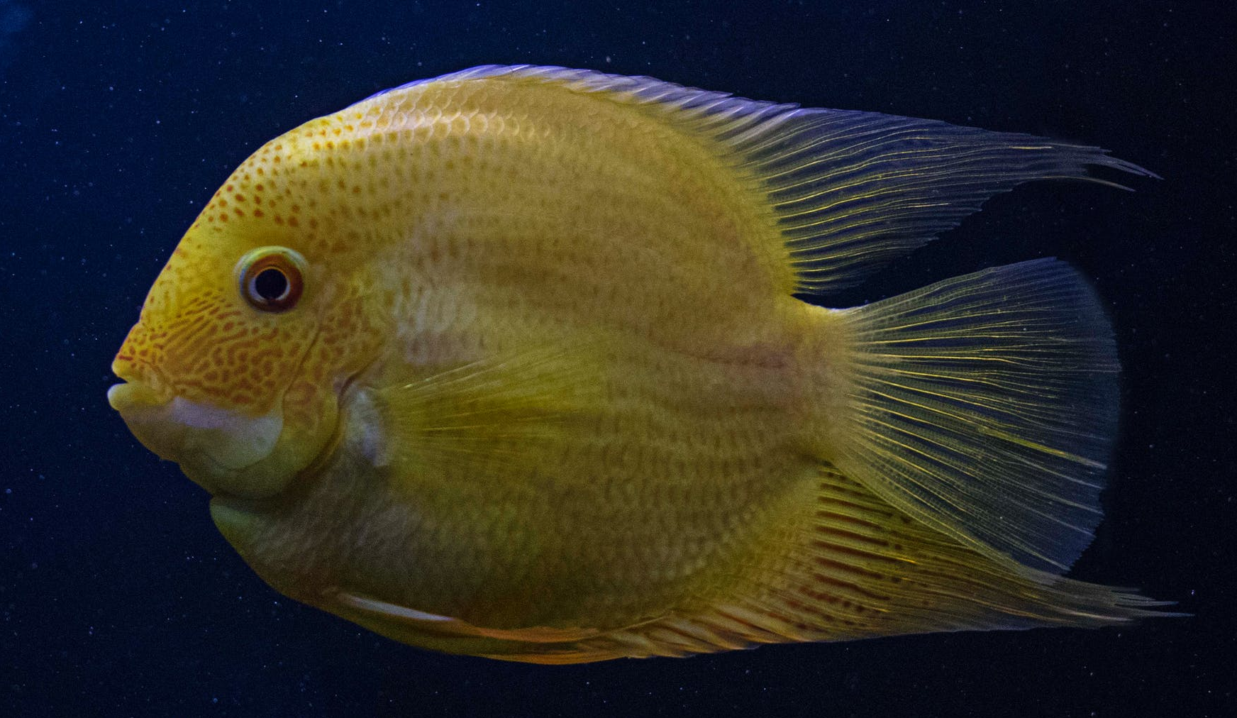 original_fishy.png