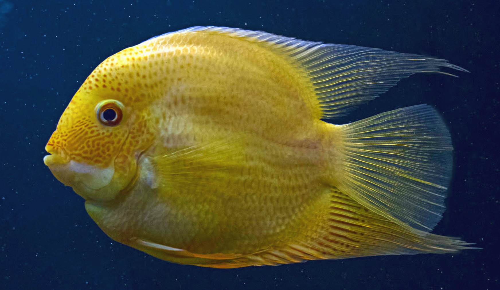 nde_fishy_with_manual_clone_tool.png