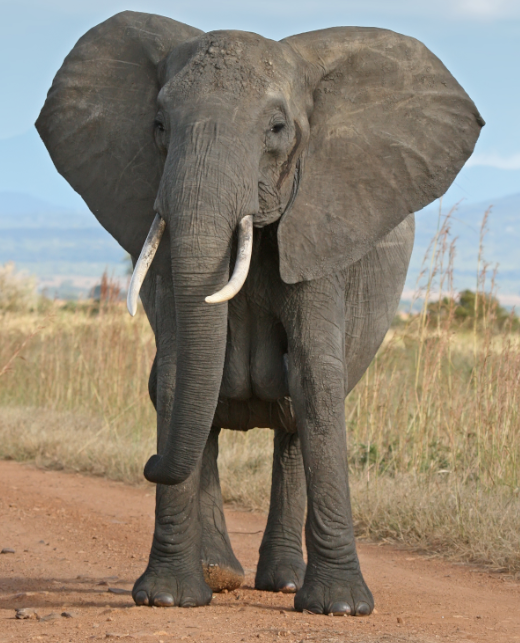 original_elephant.png