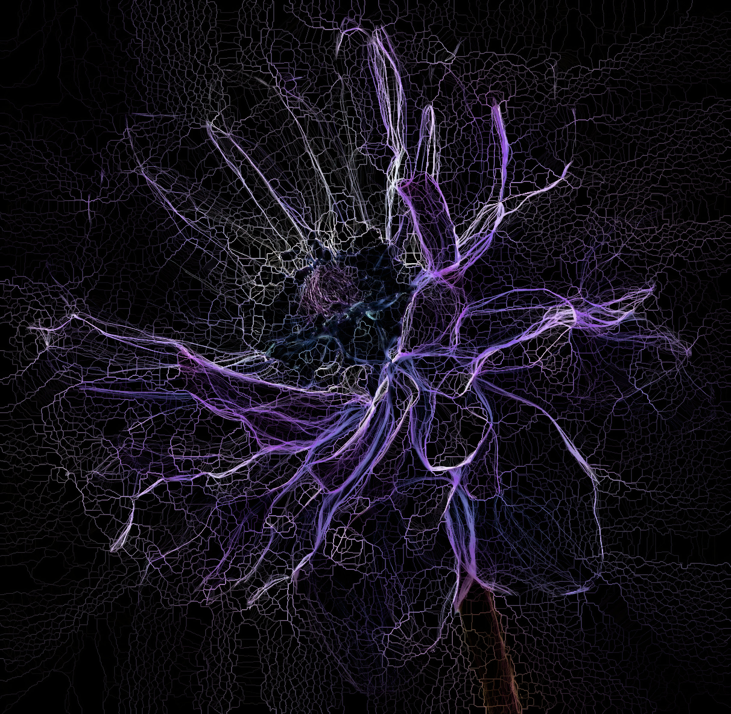 Plasmic ANEMONE.jpg
