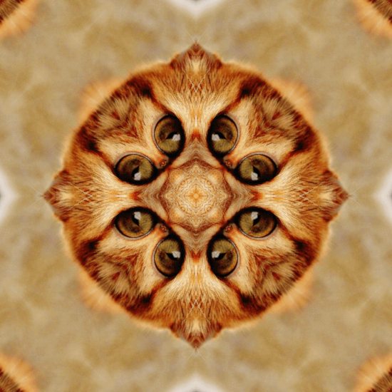 Eight eyes ordered.png