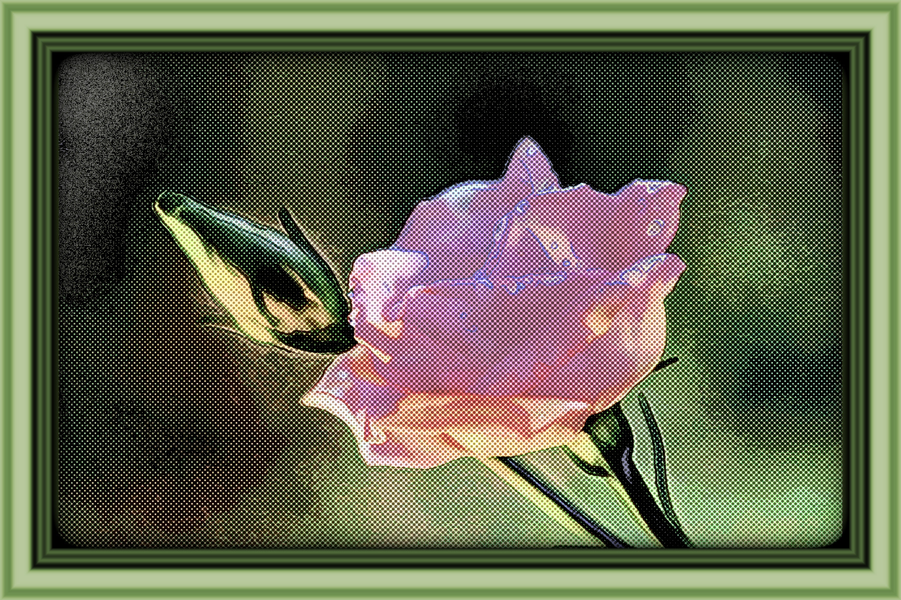 2024-03-11 18-30-57 rose-7101236_1920 with JVID effect F3 (Halftone Graphic Art) v.3 (in mix Colours-B&W).jpg