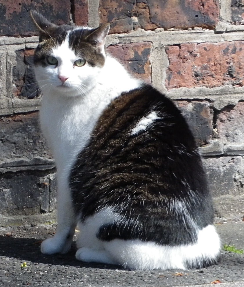grumpy-cat.jpg