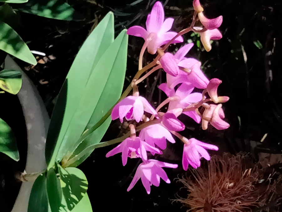 orchid.jpg