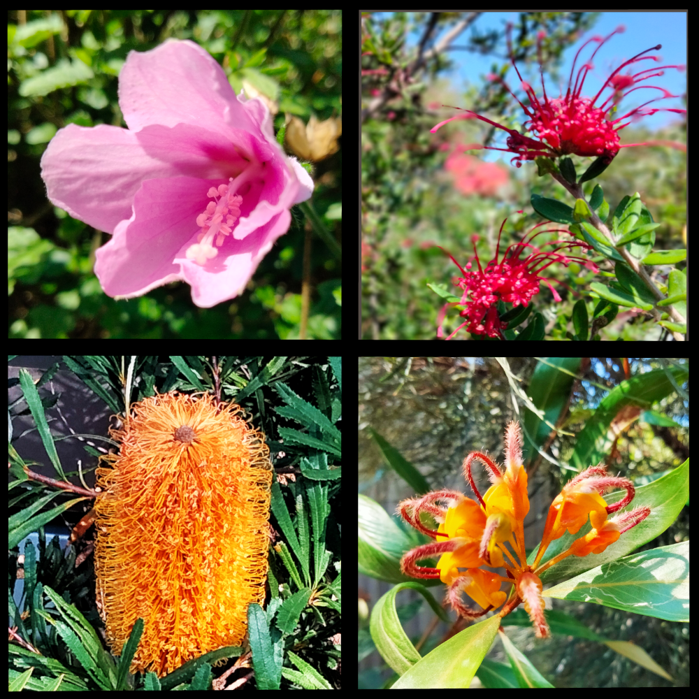 native_flora1.png