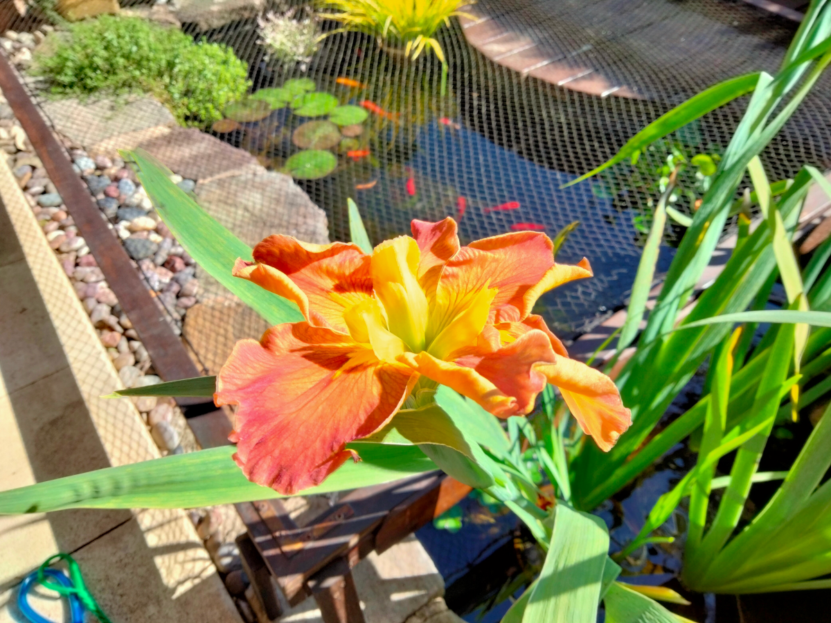 iris_pond.png