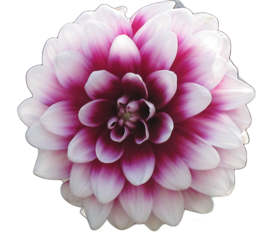 Dalia.png