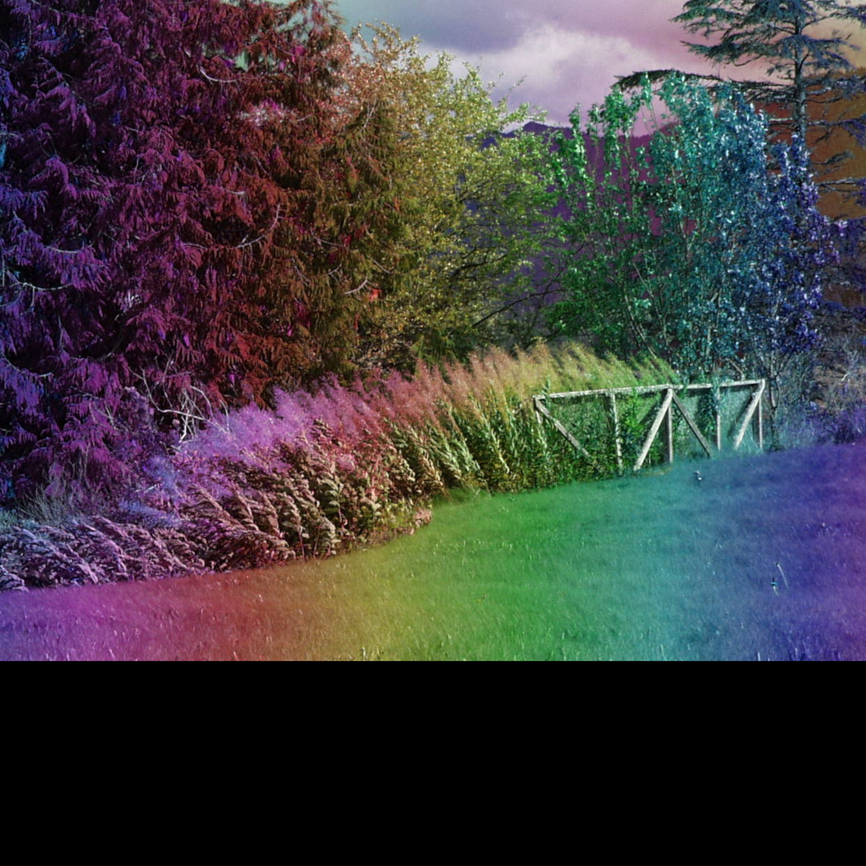 Rainbowed photo.jpg