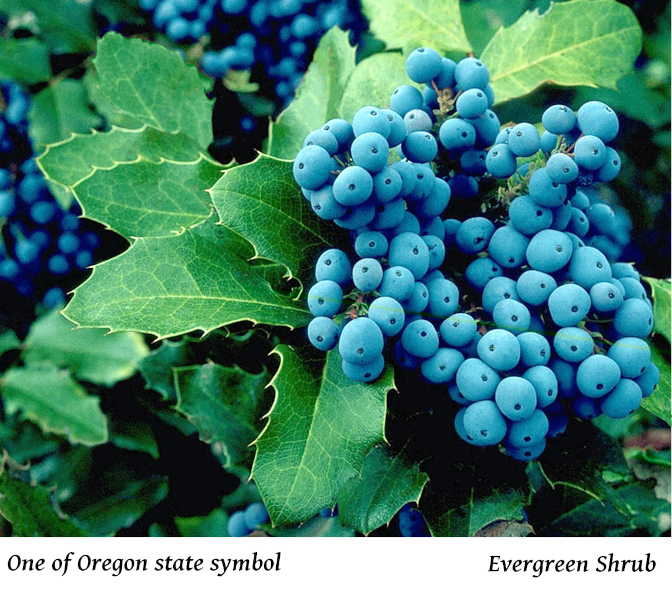Oregon -02.jpg