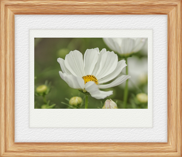 GC-instax wide-21.png