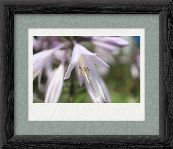 GC-instax wide - 03.png