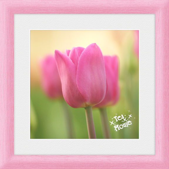 8x8-Carnation 96Ppi.jpg