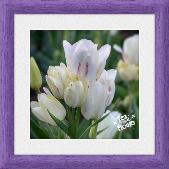 8x8-Violet Iris 96Ppi.jpg