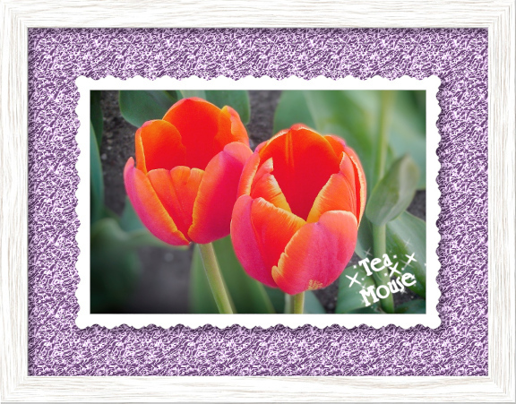 GC-4x6 Scallop-Purple Glitter.jpg
