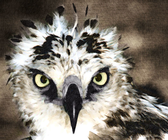 Cross-Hatch-Bird-002.jpg
