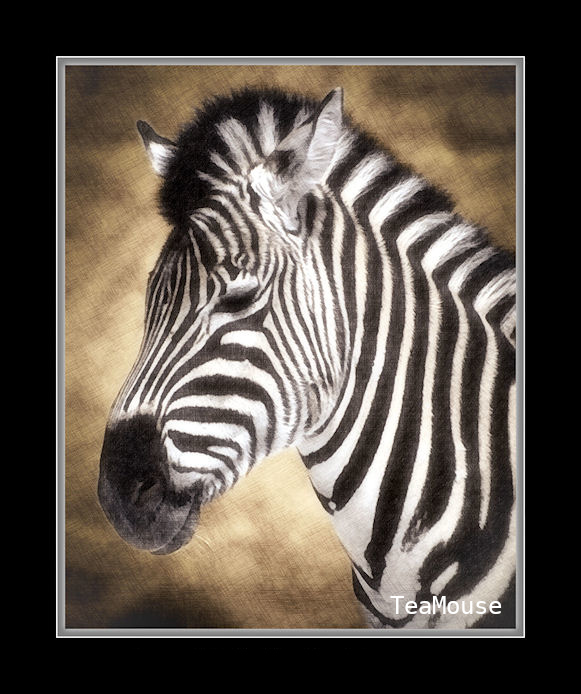 zebra.jpg