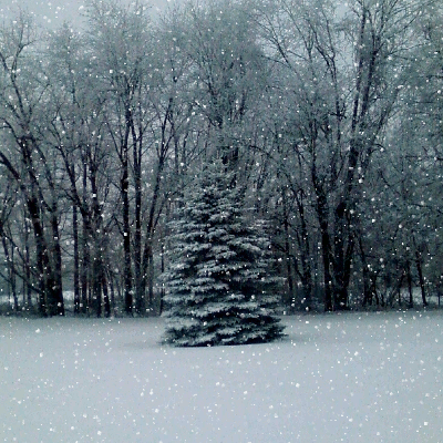 East Yard Pine cropped-original.gif