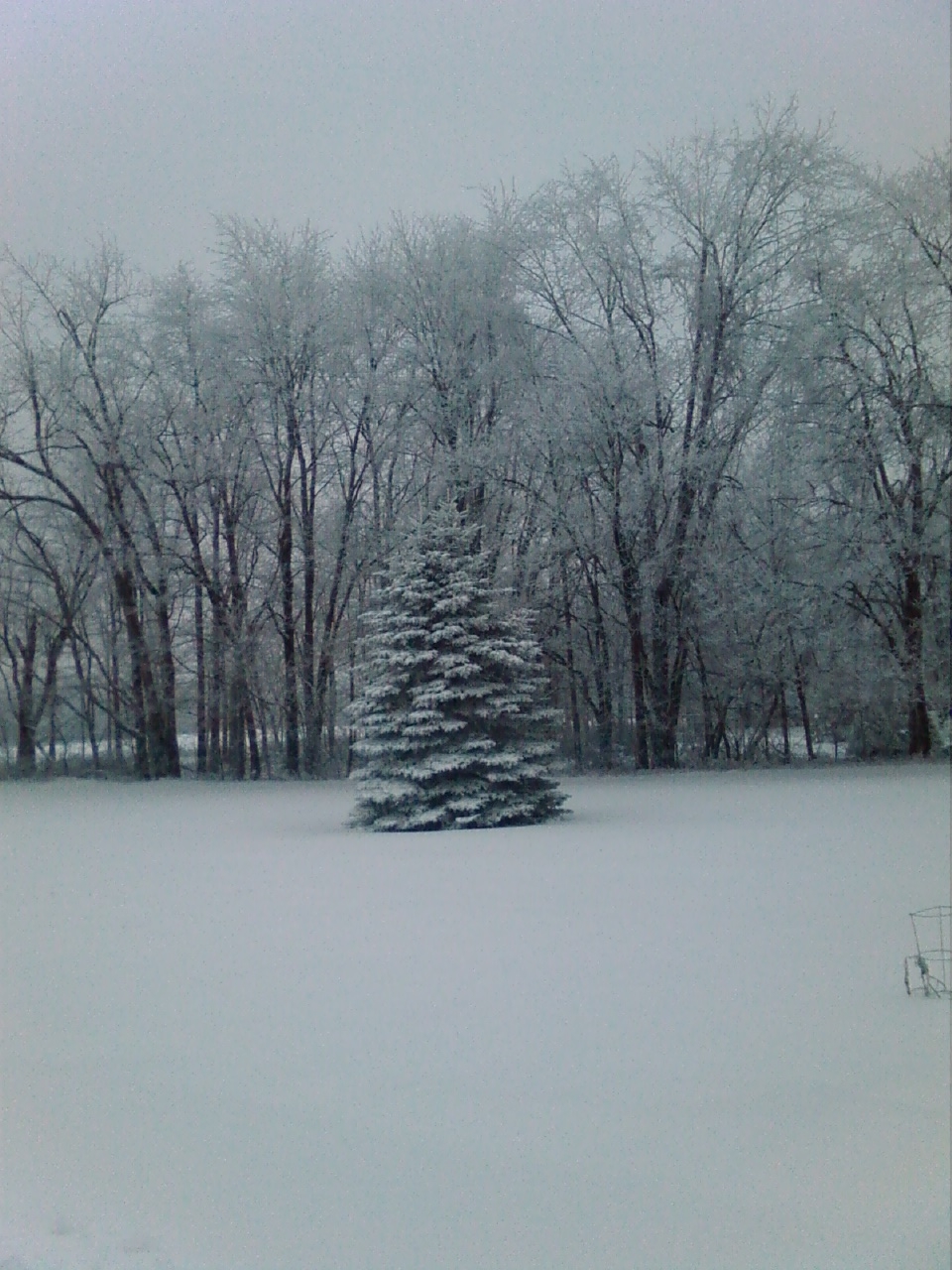 East Yard Pine 1.jpg