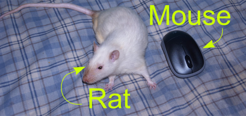 ratnmouse.jpg