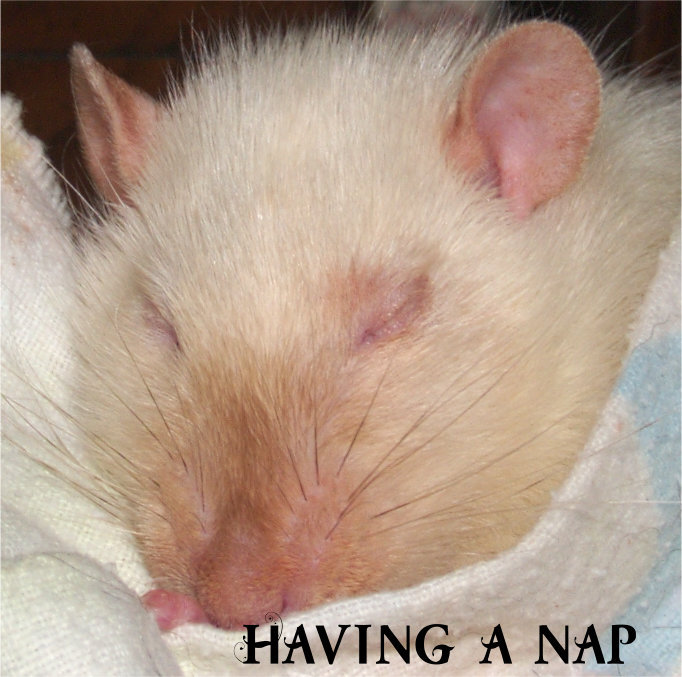big al 2.jpg